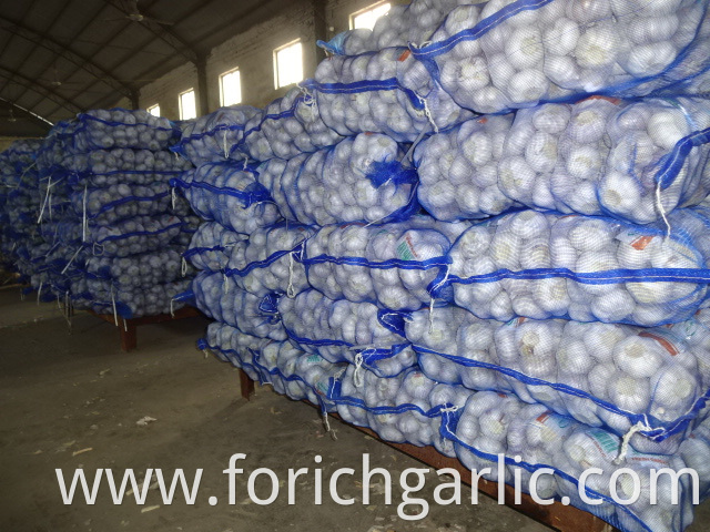 Fresh High Quality Normal White Garlic 2019